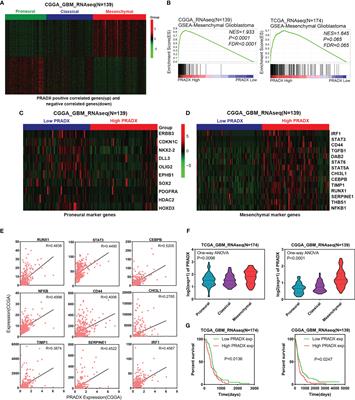 lncRNA PRADX is a Mesenchymal Glioblastoma Biomarker for Cellular Metabolism Targeted Therapy